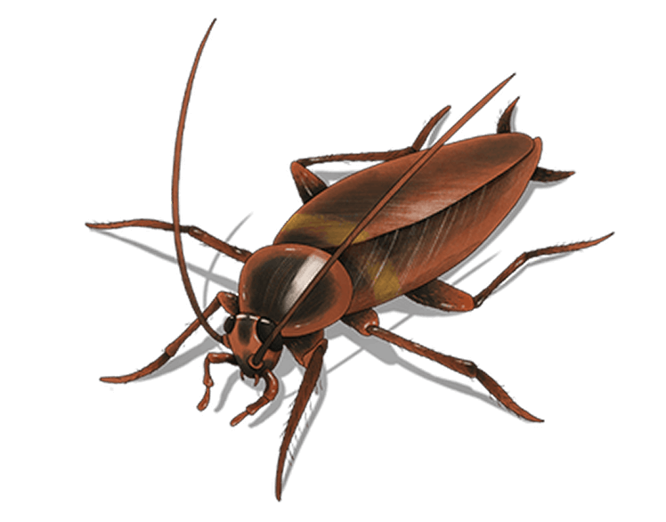Reclaim Your Pest-Free Home